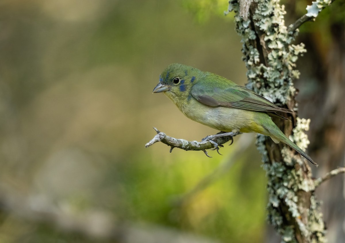 Painted Bunting - ML636418198