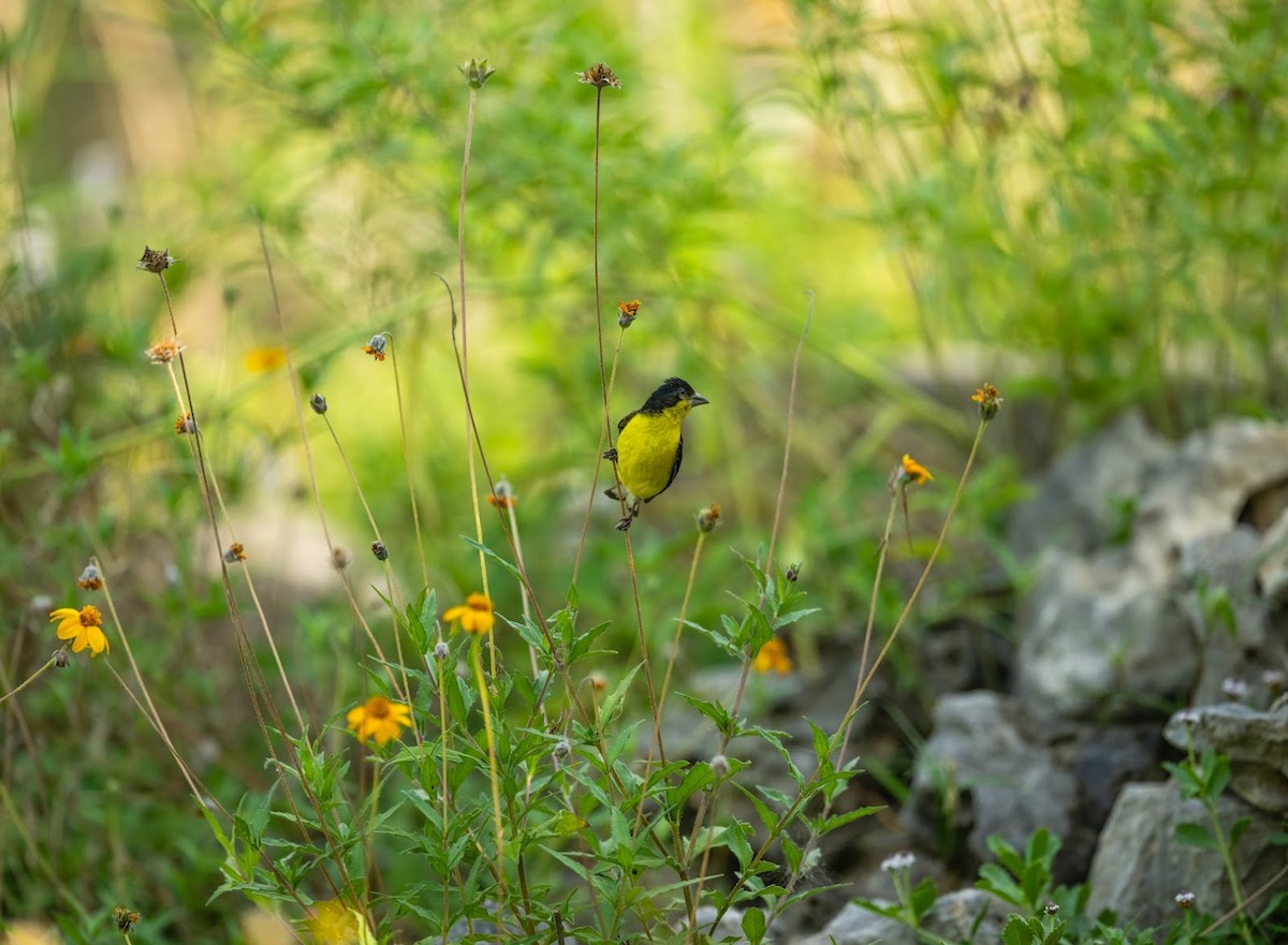 Lesser Goldfinch - ML636418218