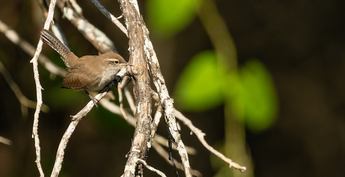 Bewick's Wren - ML636418234