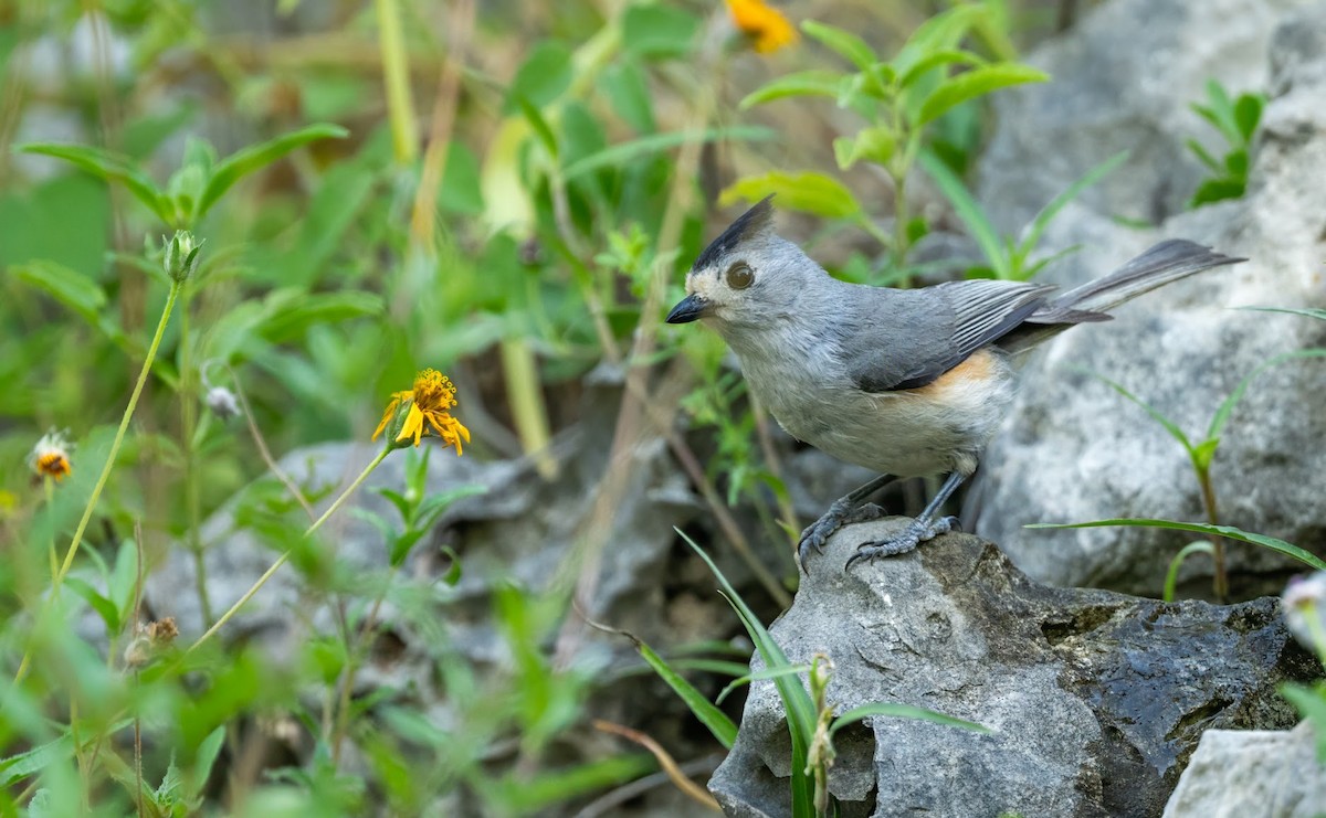 Black-crested Titmouse - ML636418257