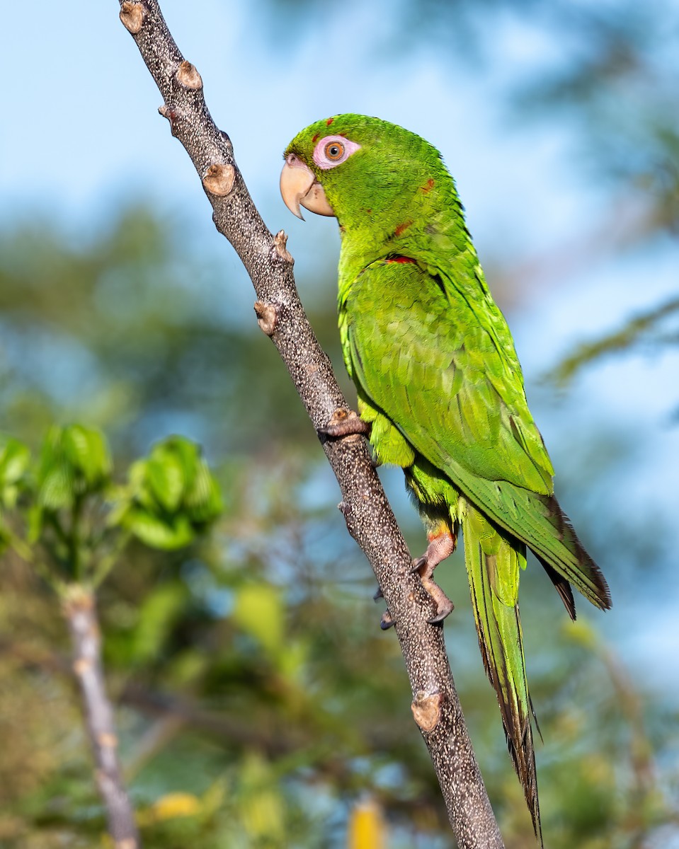 Cuban Parakeet - ML636418264