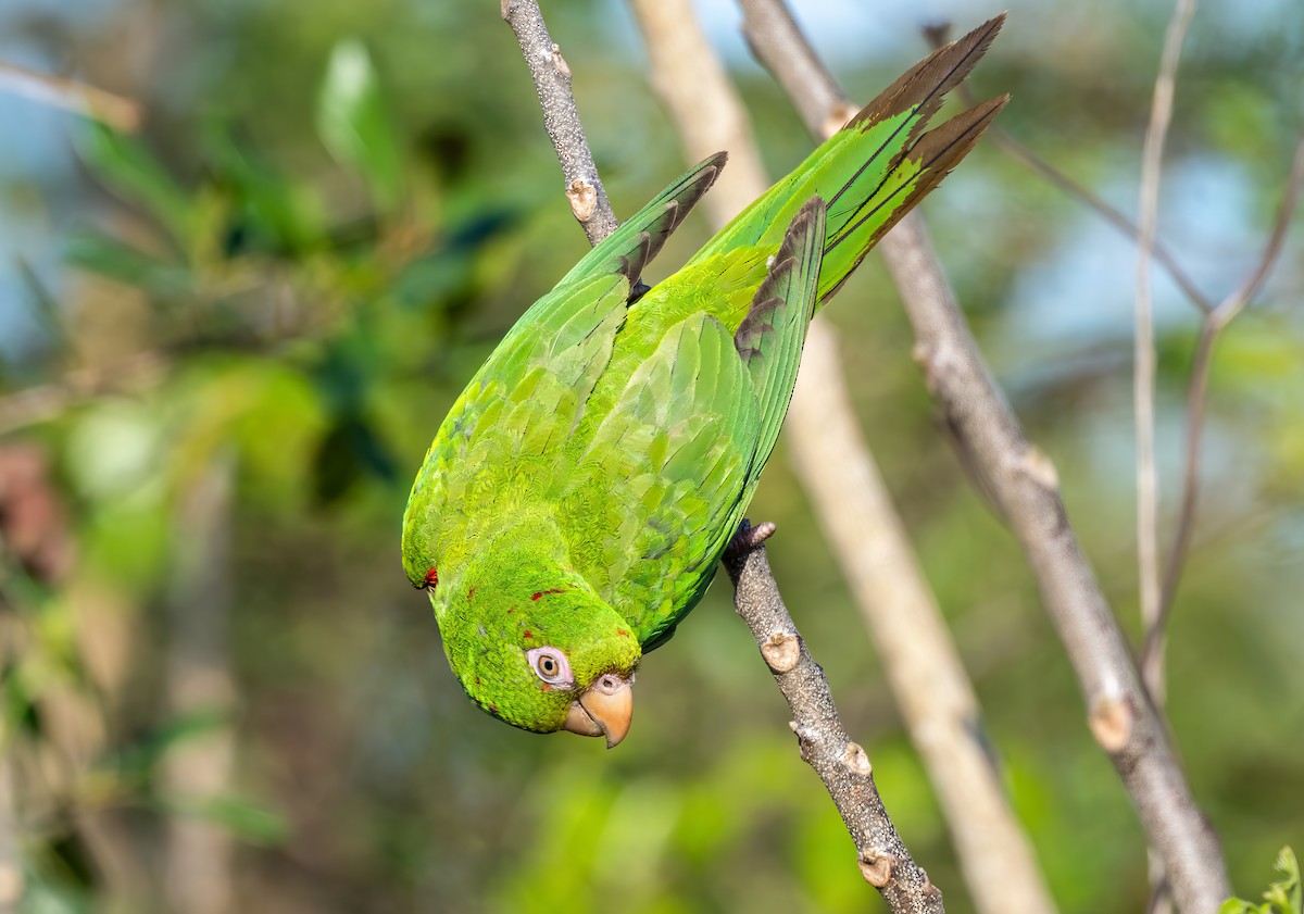 Cuban Parakeet - ML636418265