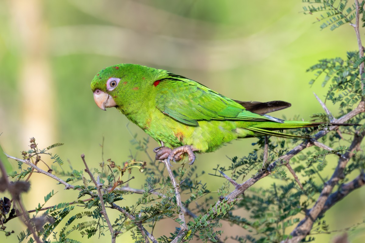 Cuban Parakeet - ML636418266