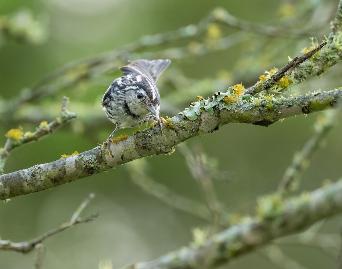 Black-and-white Warbler - ML636418277