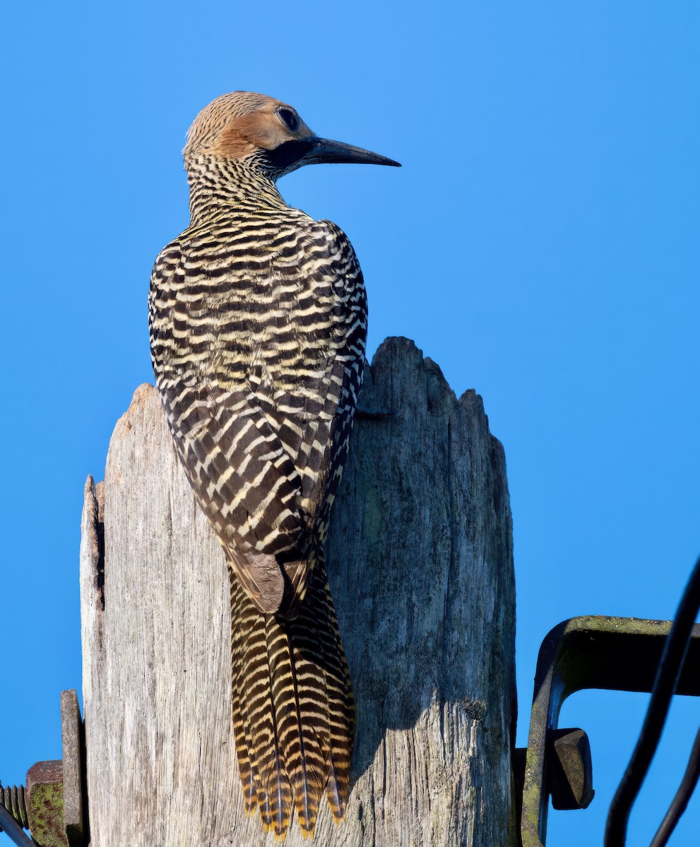 Fernandina's Flicker - ML636418282