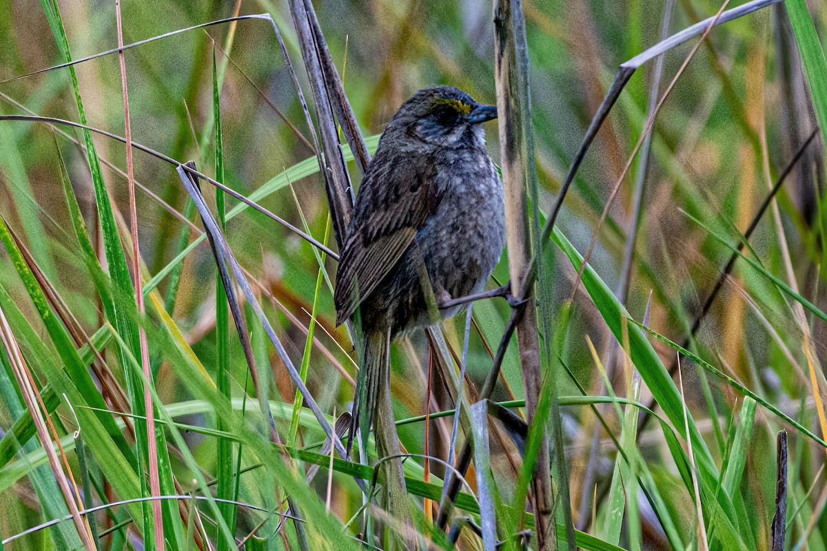 Seaside Sparrow (Atlantic) - ML636418283