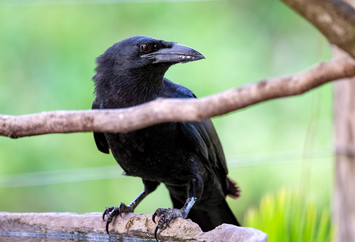 Cuban Crow - ML636418296