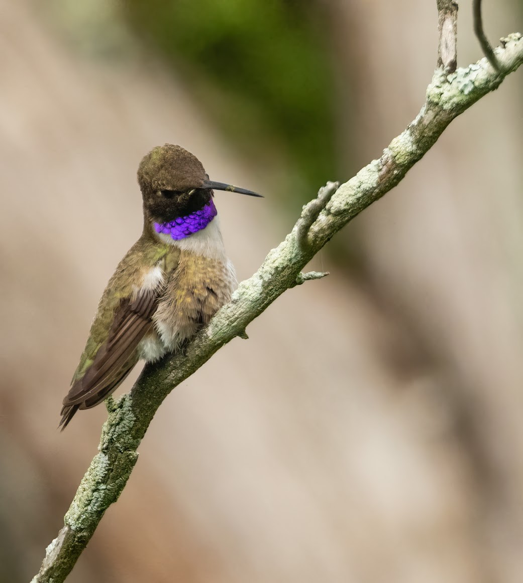 Black-chinned Hummingbird - ML636418300