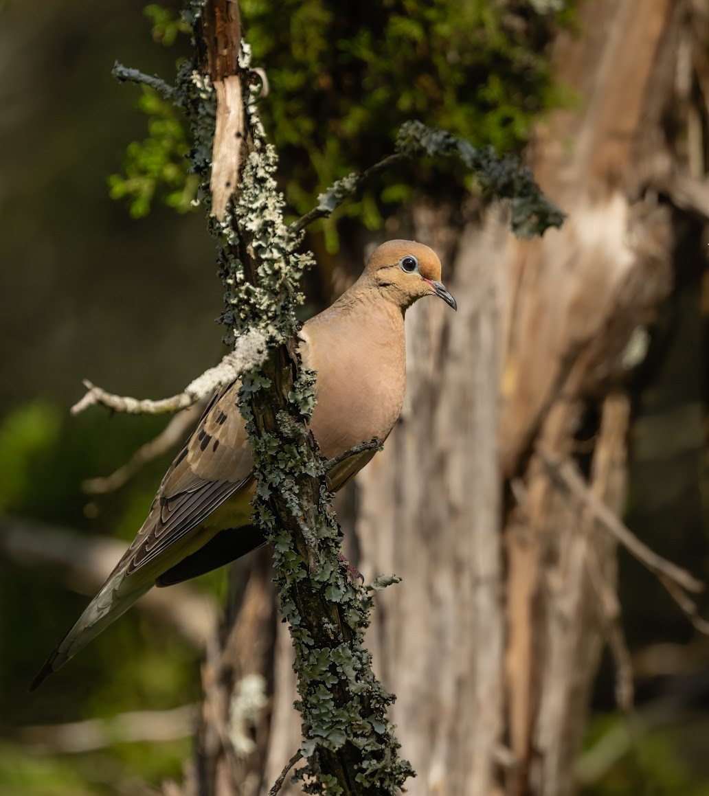 Mourning Dove - ML636418318