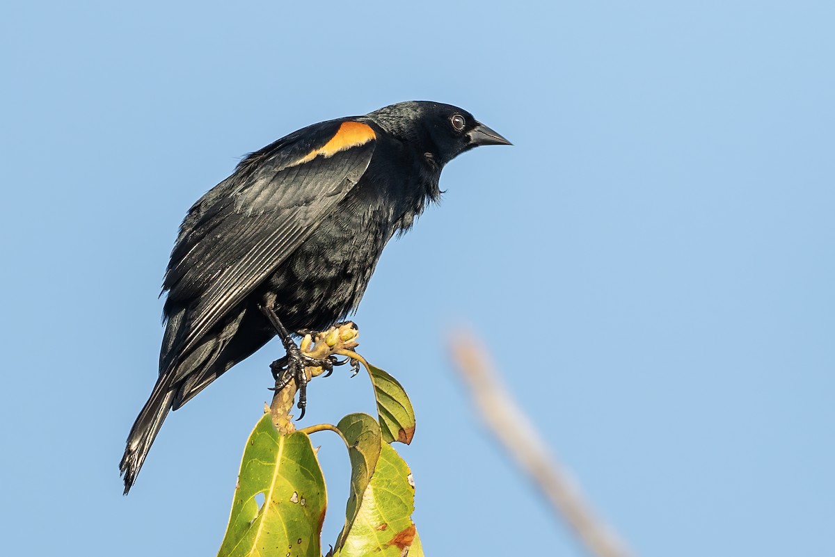 Tawny-shouldered Blackbird - ML636418319