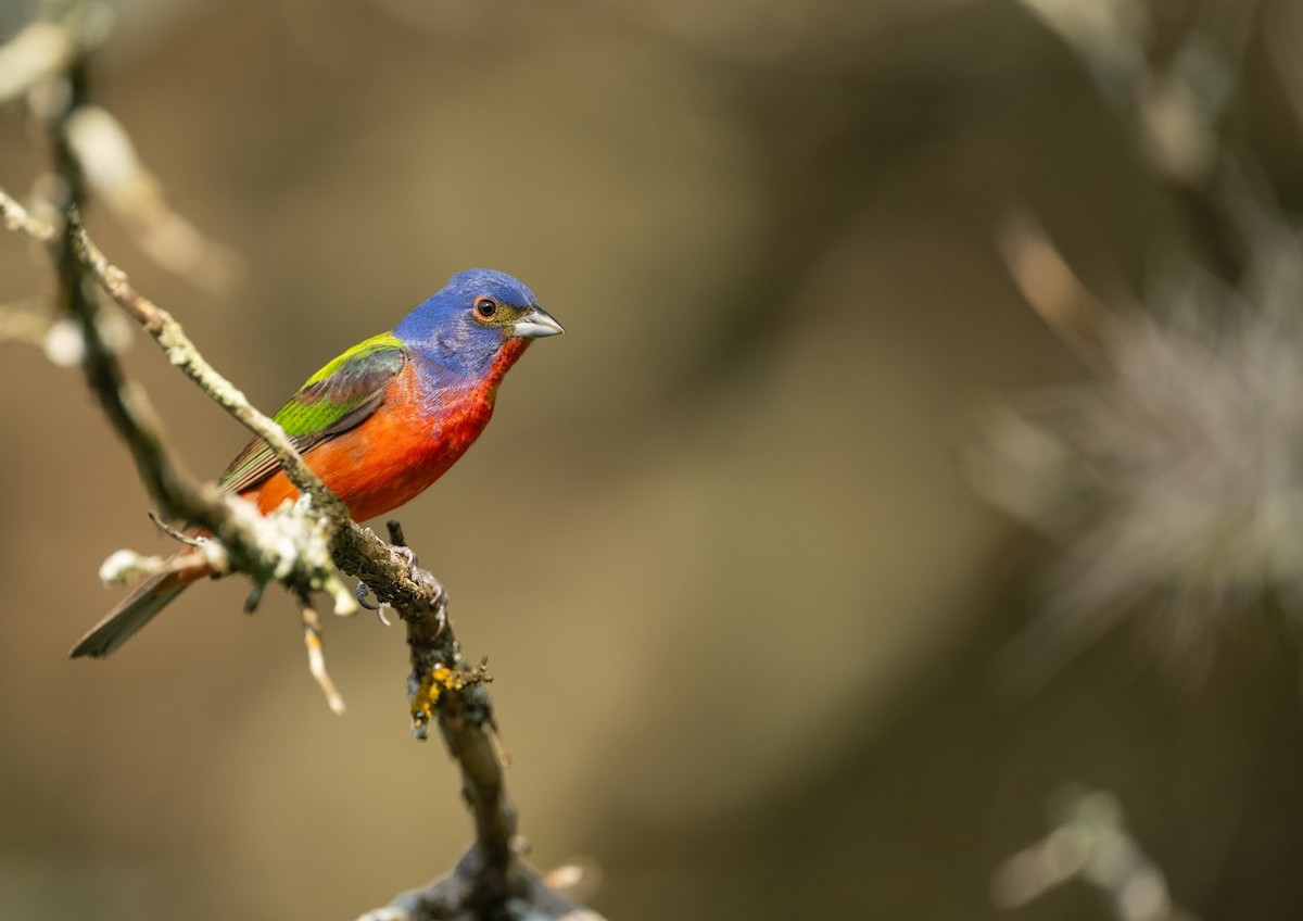 Painted Bunting - ML636418359