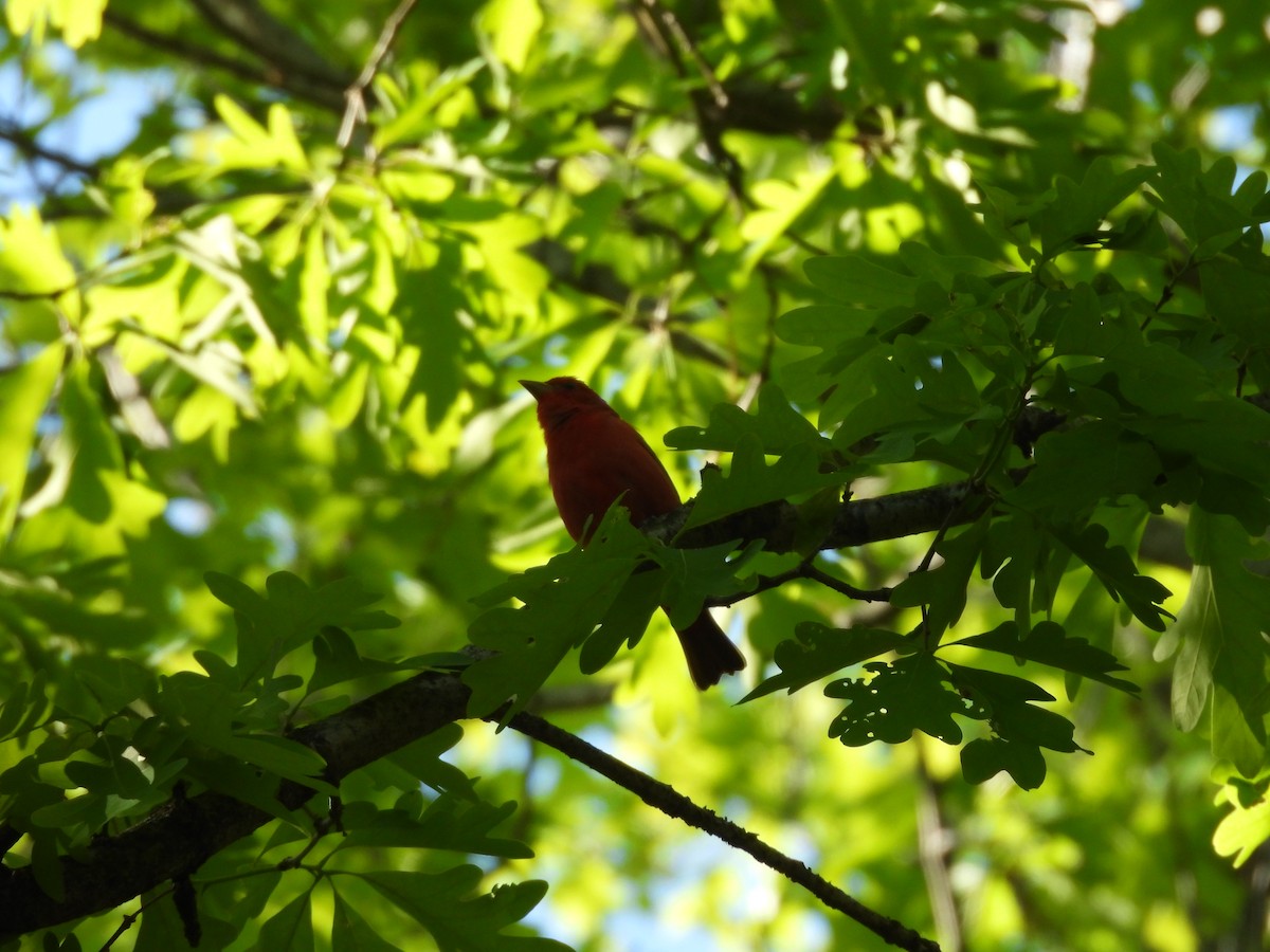 Summer Tanager - ML636418471