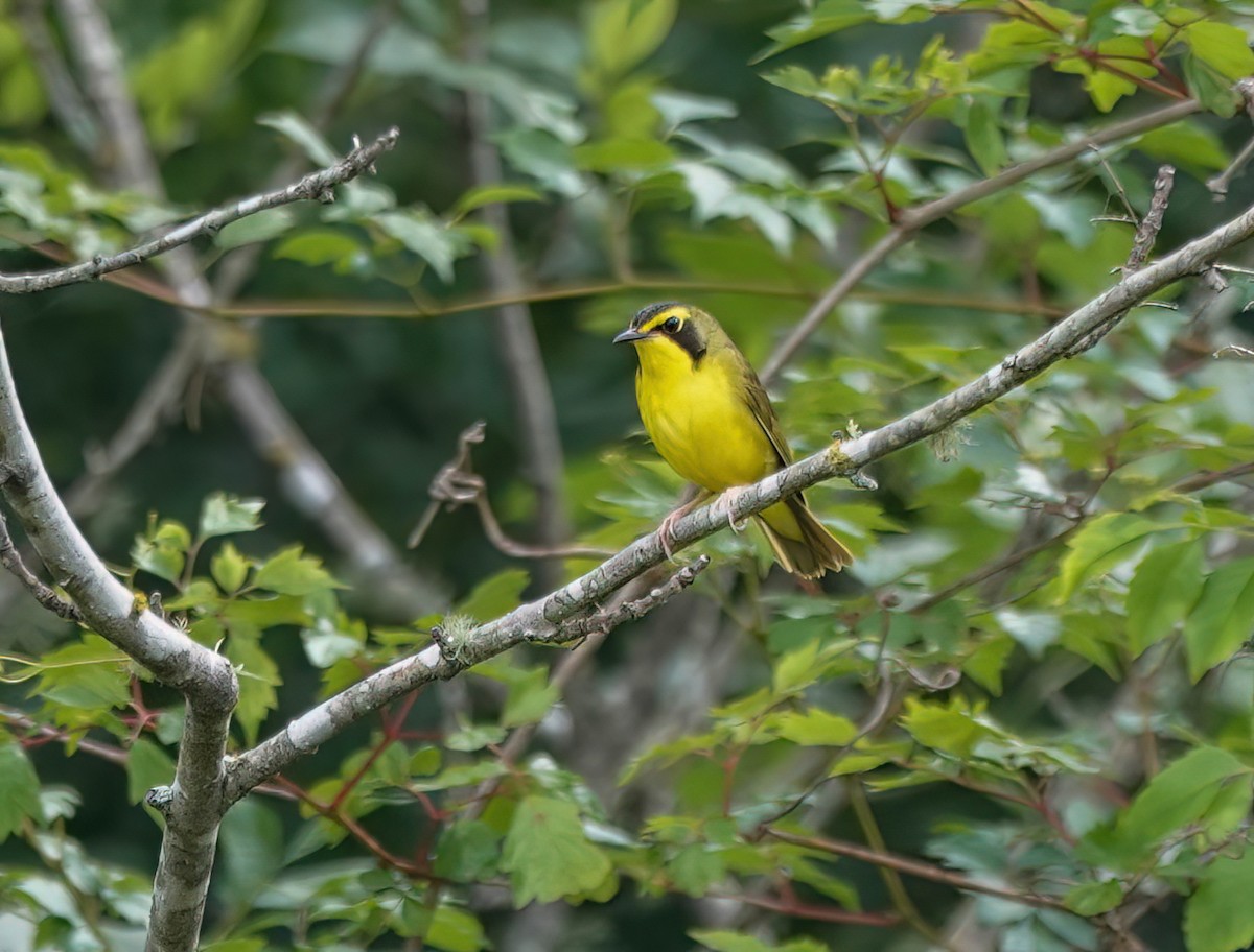 Kentucky Warbler - ML636418473