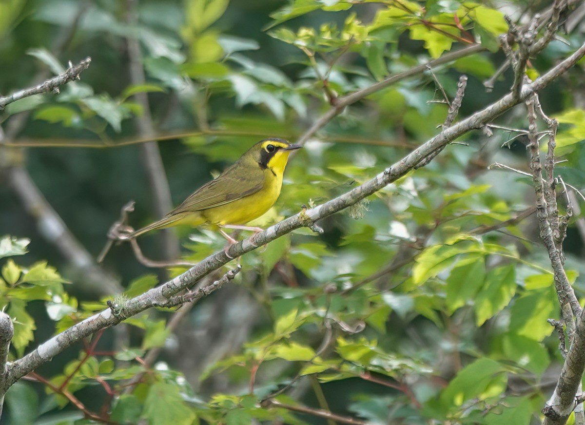 Kentucky Warbler - ML636418481