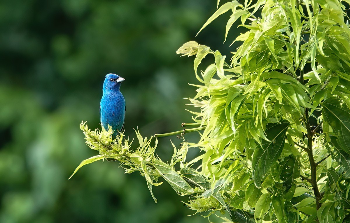 Indigo Bunting - ML636418516
