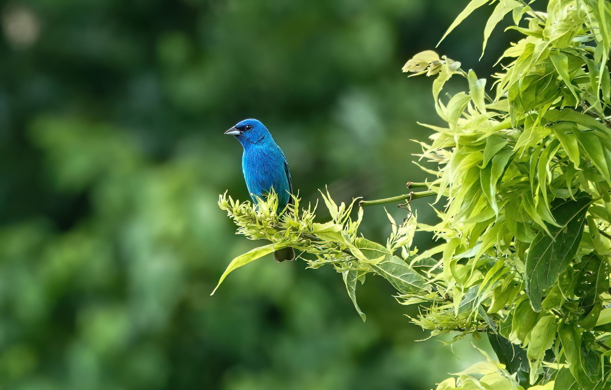 Indigo Bunting - ML636418519