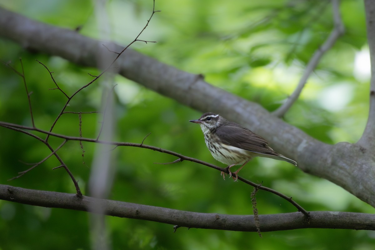 Louisiana Waterthrush - ML636418561