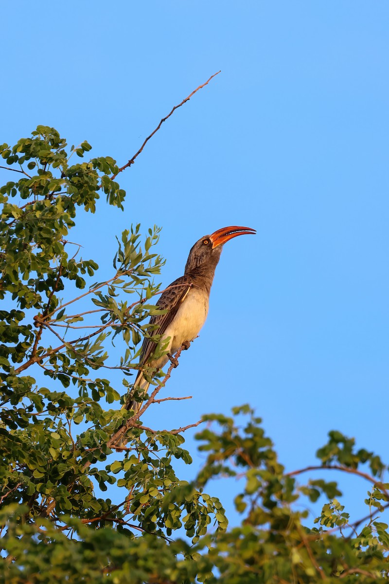 Bradfield's Hornbill - ML636418564