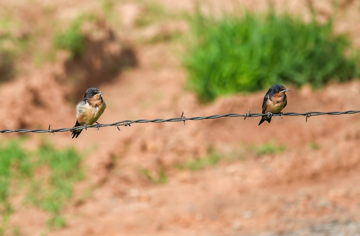 Barn Swallow - ML636418570