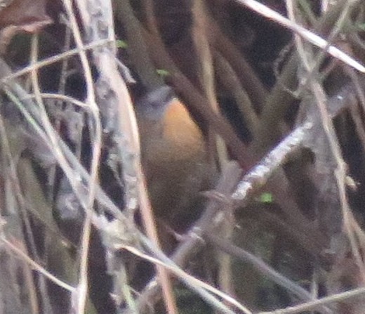 Rufous-throated Wren-Babbler - ML636418580