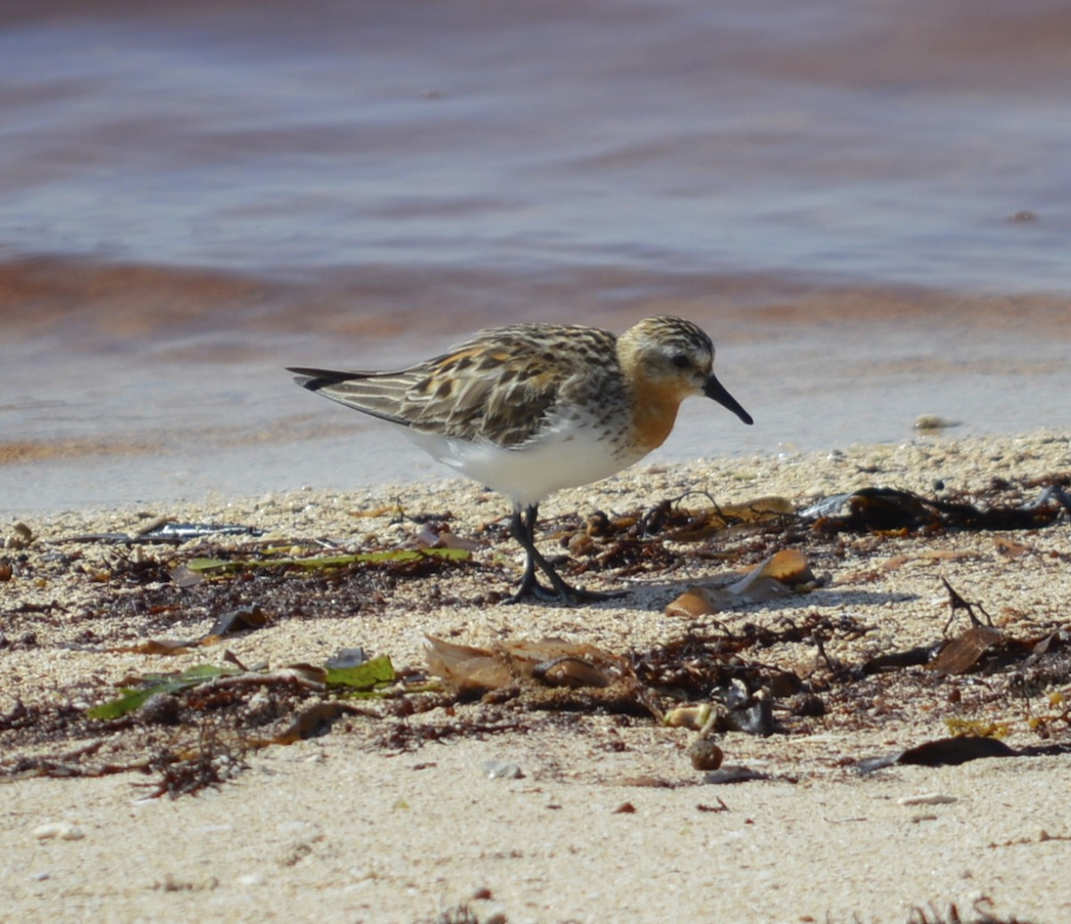 Bécasseau à col roux - ML63641881