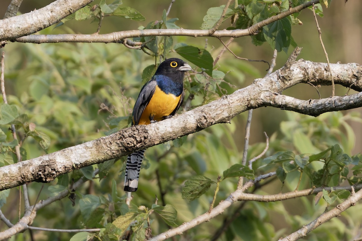 Grünschwanztrogon - ML636418827