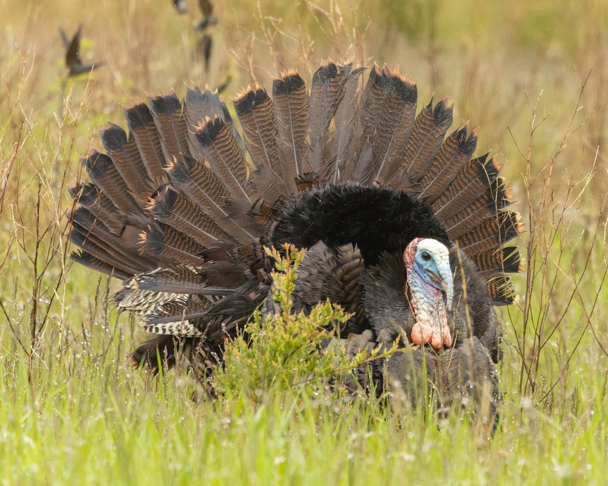 Wild Turkey - ML636418839