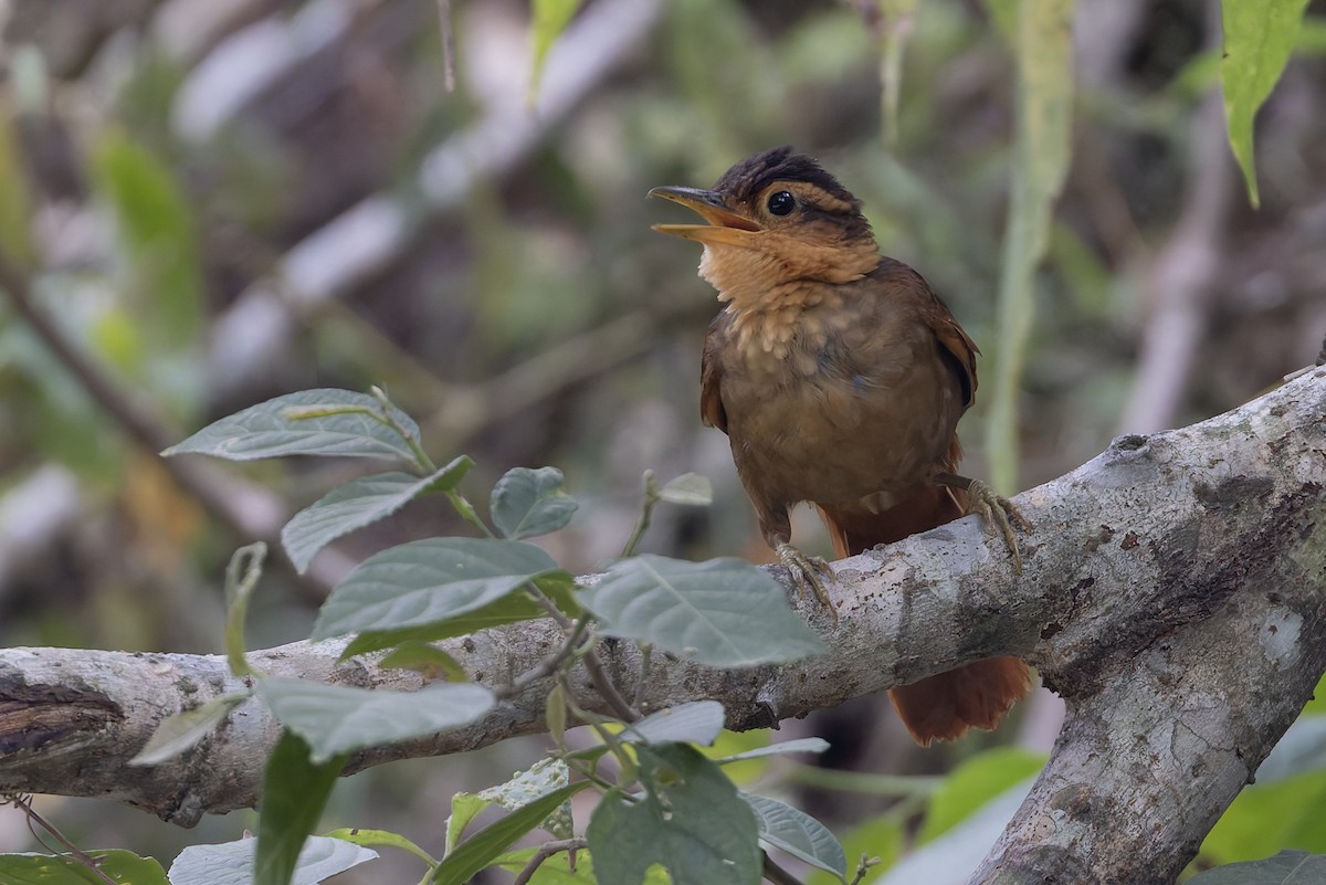 Fawn-throated Foliage-gleaner (Mexican) - ML636418843