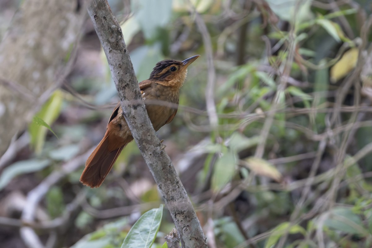Fawn-throated Foliage-gleaner (Mexican) - ML636418844