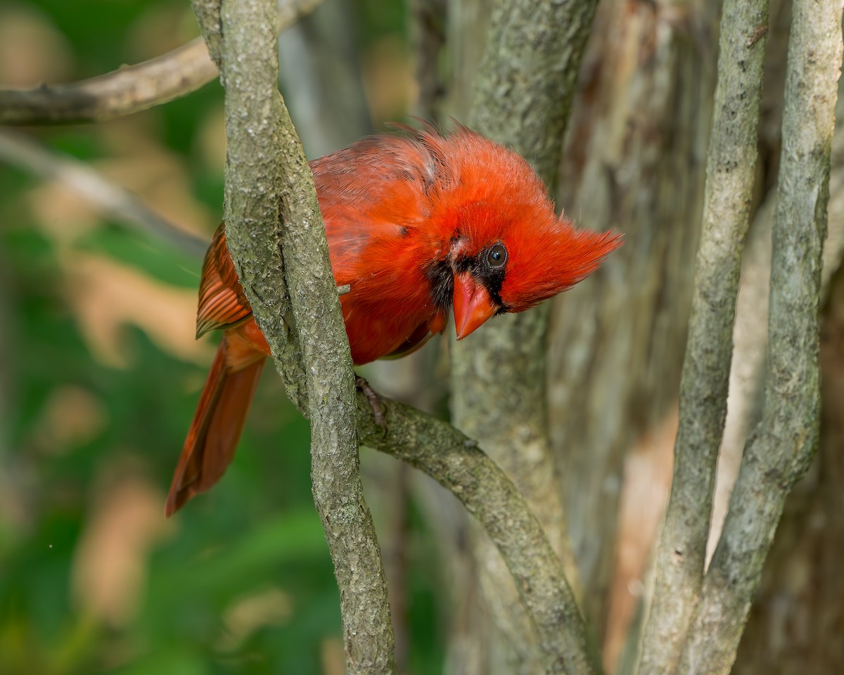 Northern Cardinal - ML636418897