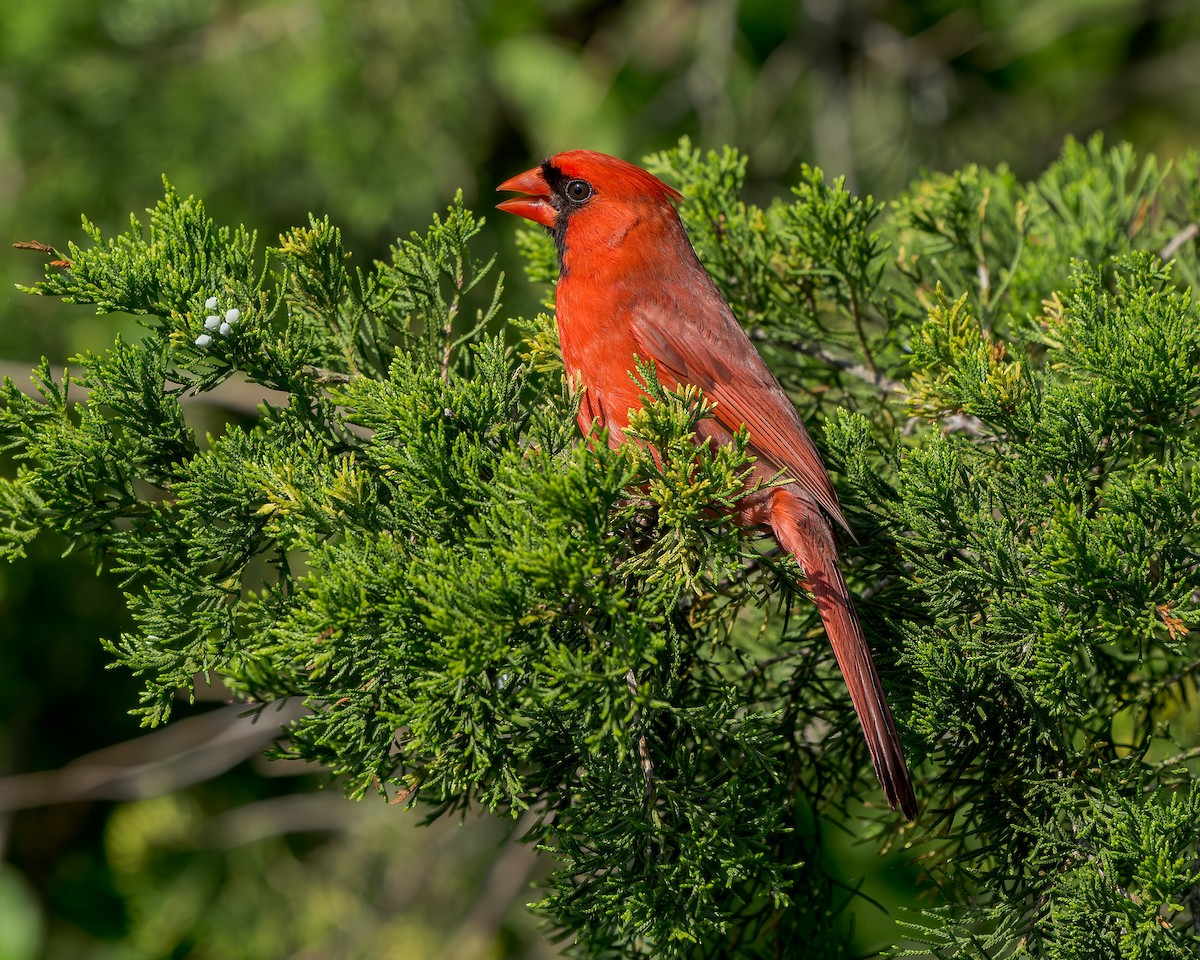 Northern Cardinal - ML636418898