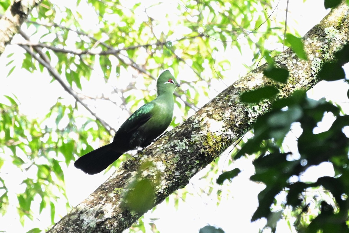 Black-billed Turaco - ML636418952
