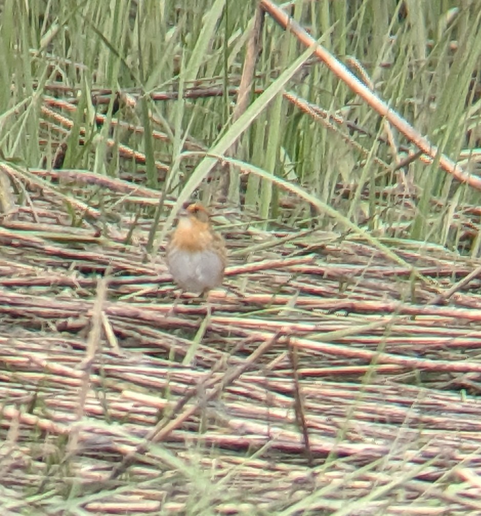 Nelson's Sparrow - ML636418989