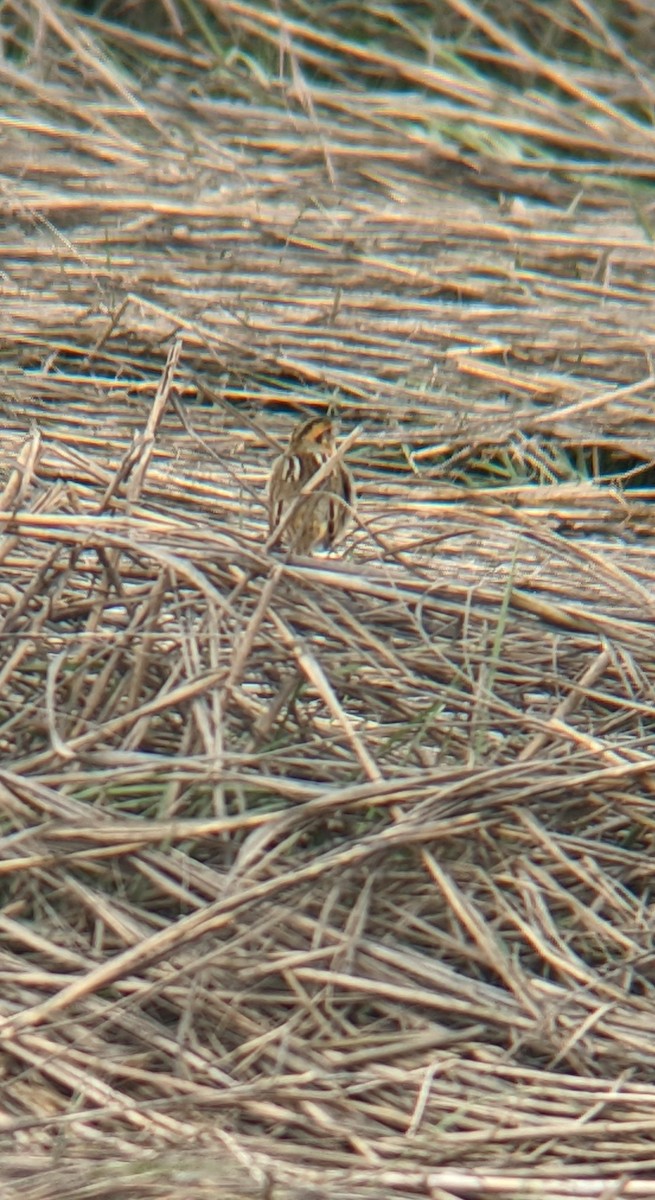 Nelson's Sparrow - ML636418991