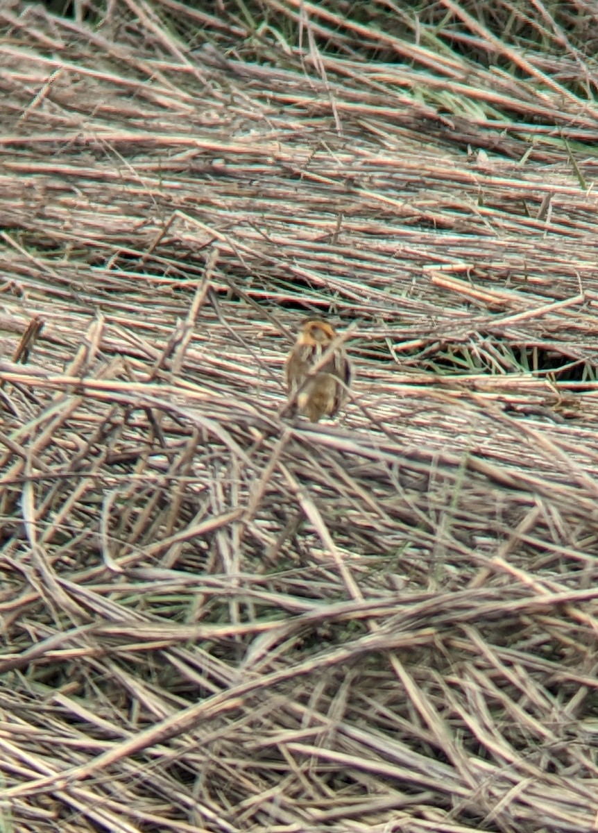 Nelson's Sparrow - ML636418992