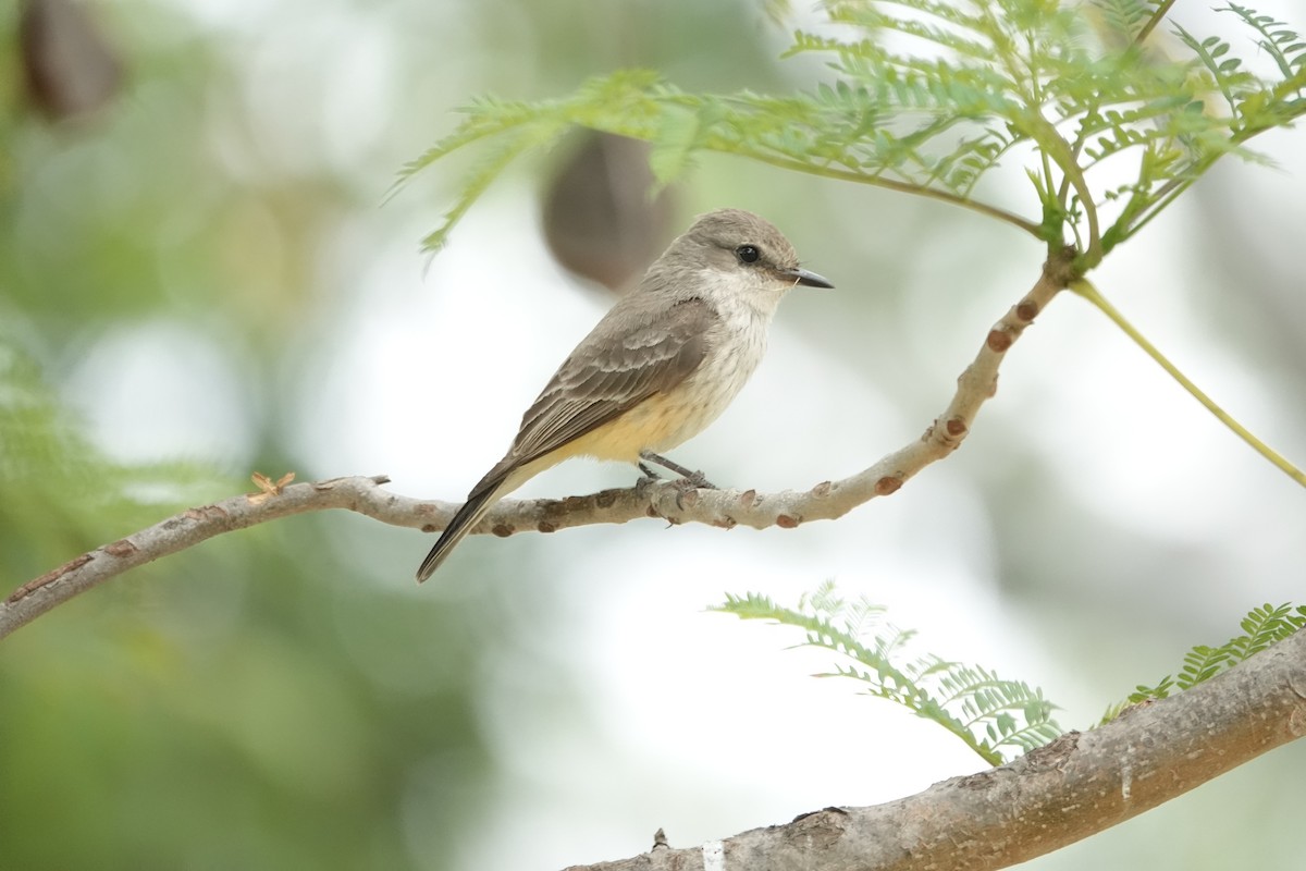 ベニタイランチョウ - ML636419035