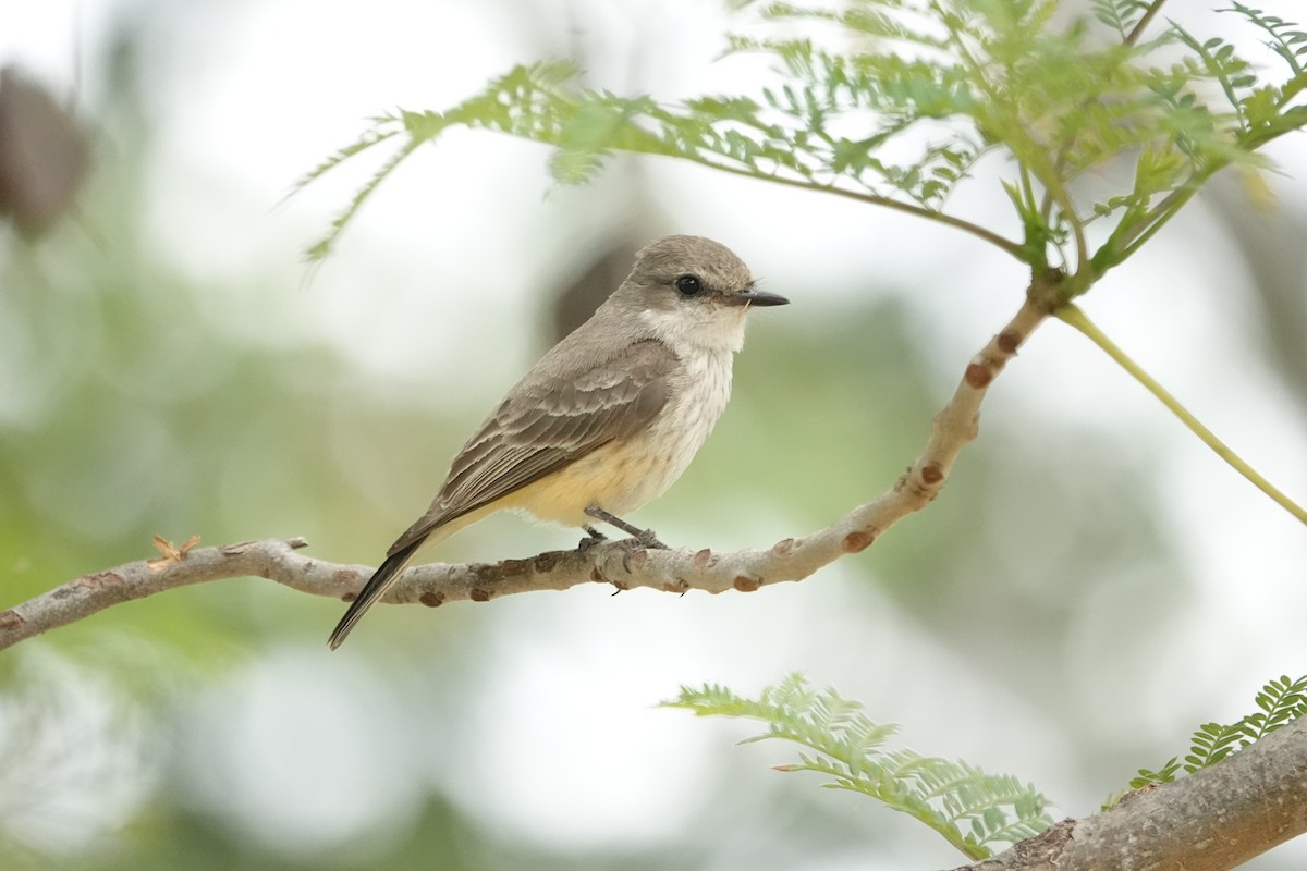 ベニタイランチョウ - ML636419036