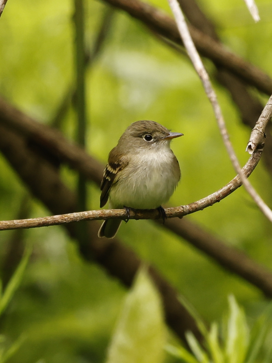 Alder Flycatcher - ML636419149