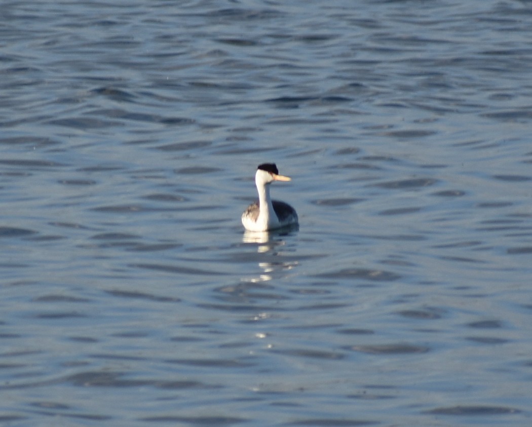 Western/Clark's Grebe - ML636419280