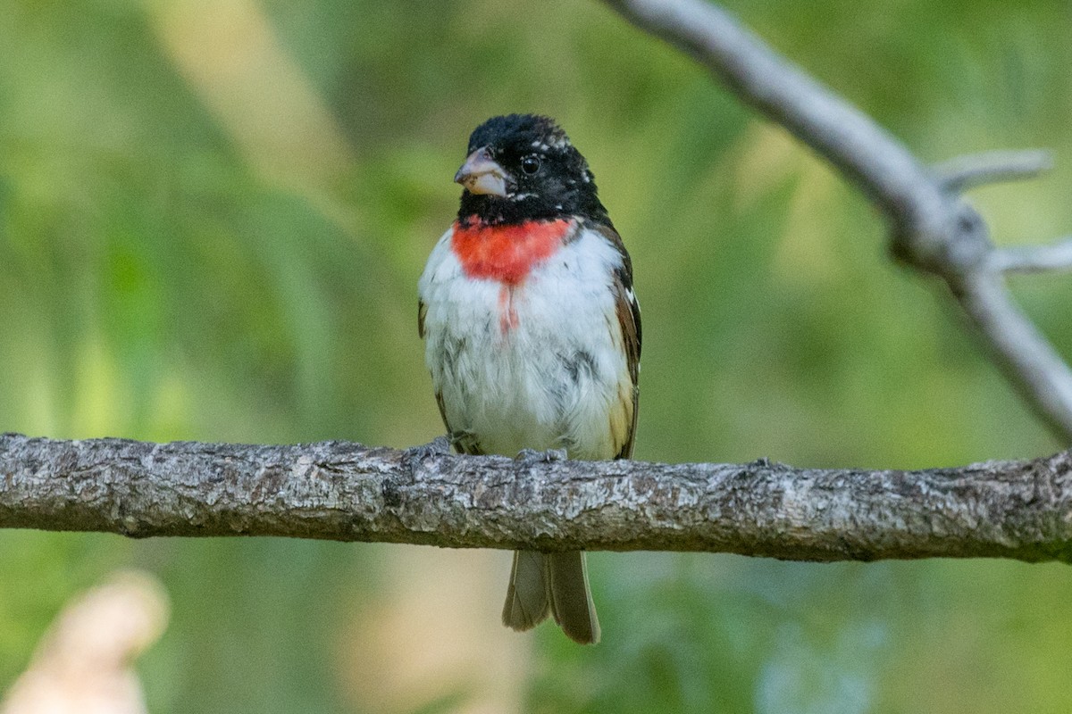 Rose-breasted Grosbeak - ML636419295