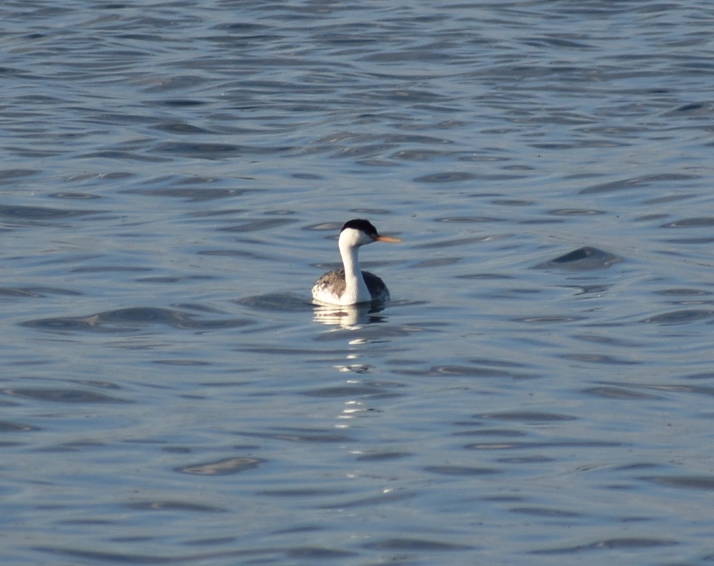 Western/Clark's Grebe - ML636419296