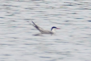Common Tern - ML636419298