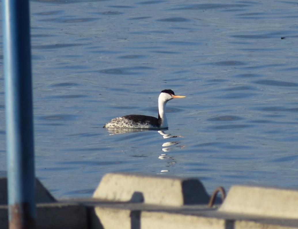 Western/Clark's Grebe - ML636419299