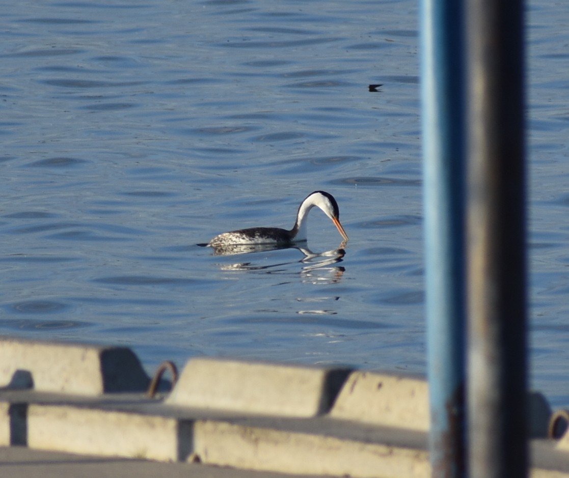 Western/Clark's Grebe - ML636419308