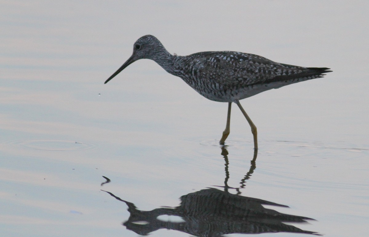 Greater Yellowlegs - 🦉Richard Aracil🦅