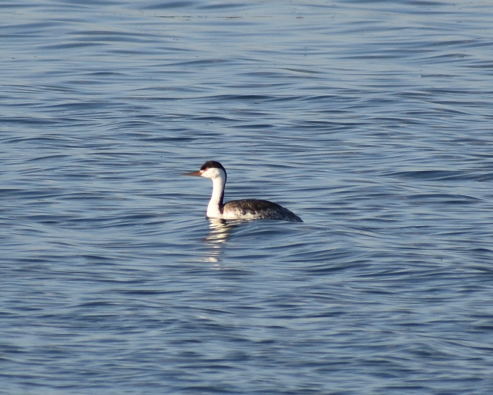 Western/Clark's Grebe - ML636419314