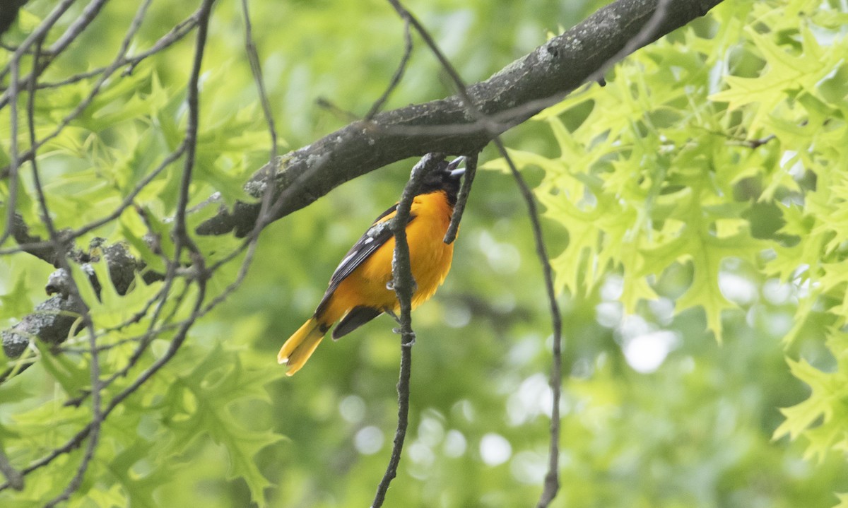 Baltimore Oriole - ML636419345