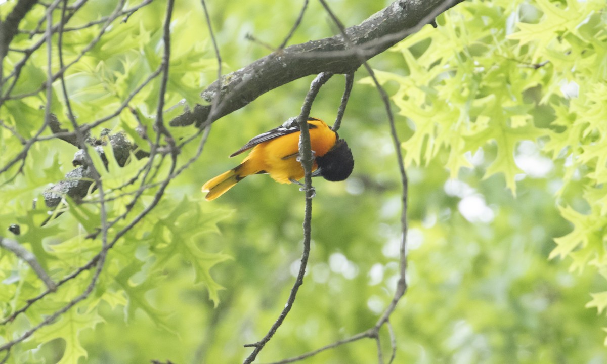 Baltimore Oriole - ML636419346