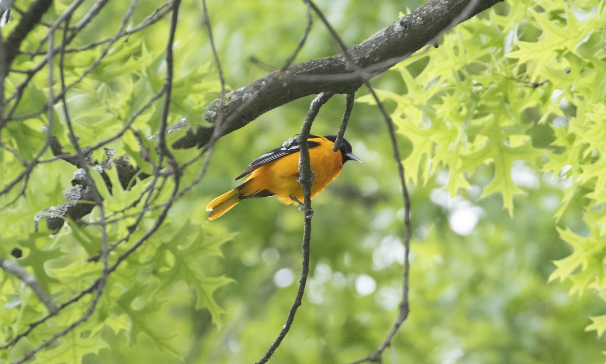 Baltimore Oriole - ML636419347