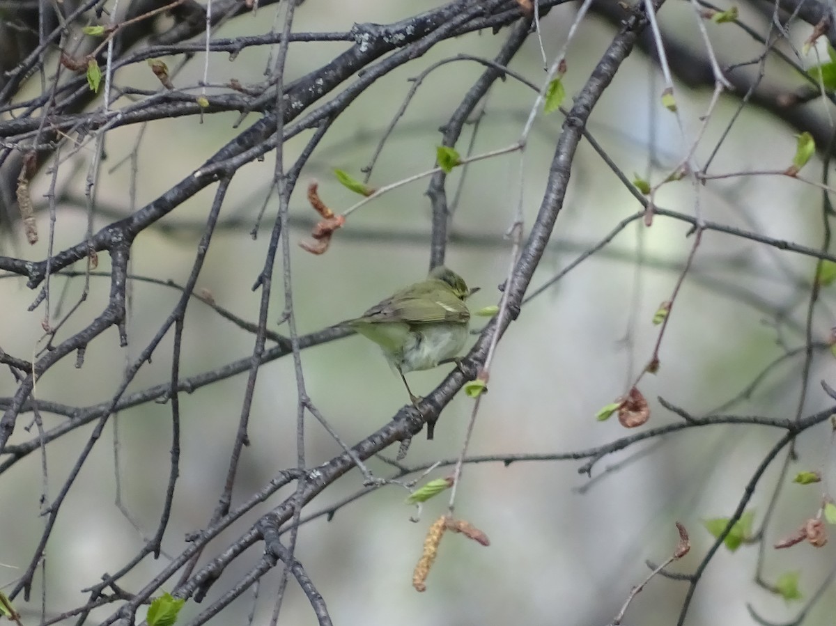 Green Warbler - ML636419472